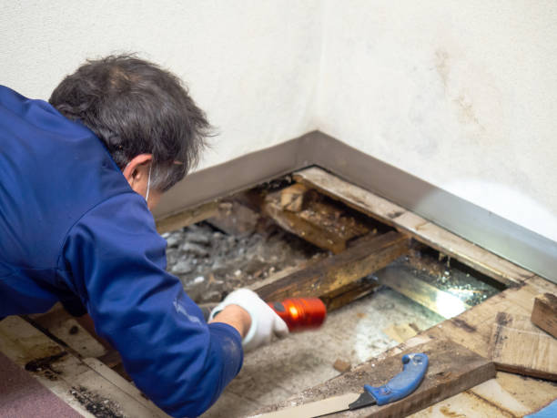 Reliable Tyndall Af, FL Mold Removal Solutions