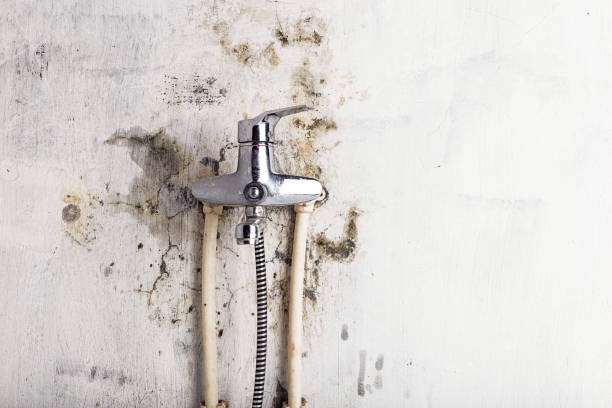 Best Fast Mold Removal  in Tyndall Af, FL