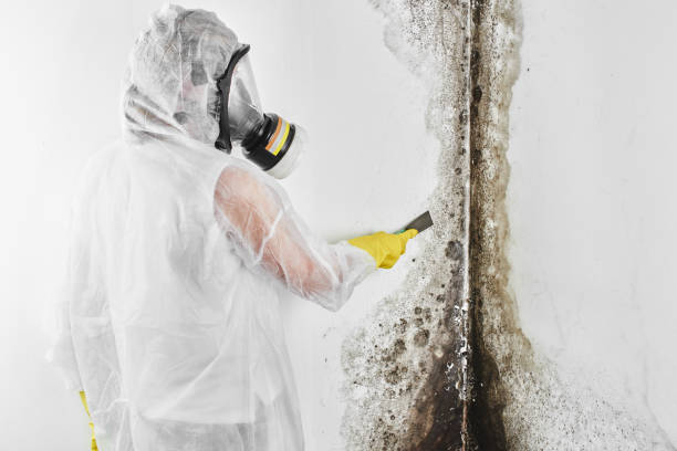 Best Mold Removal Company Near Me  in Tyndall Af, FL