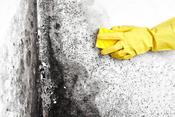 Best Fast Mold Removal  in Tyndall Af, FL