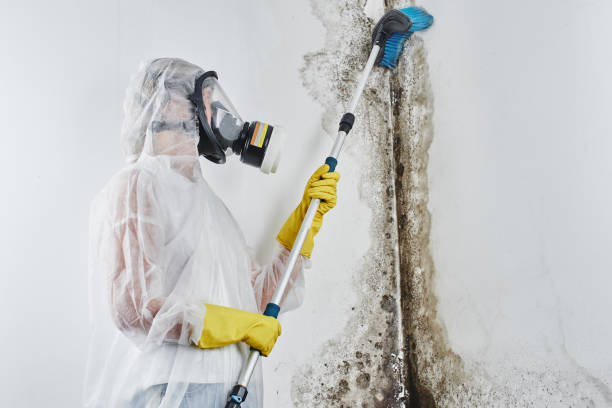 Best Local Mold Removal Service  in Tyndall Af, FL