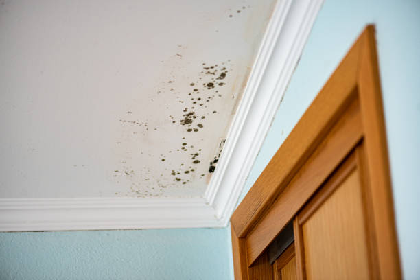 Best Home Mold Removal  in Tyndall Af, FL