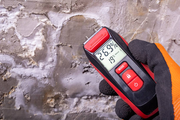Best Fast Mold Removal  in Tyndall Af, FL