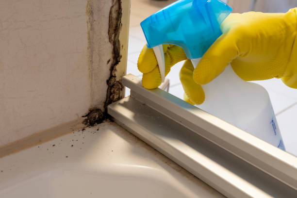 Attic Mold Removal in Tyndall Af, FL