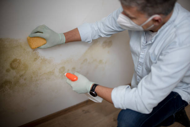 Best Toxic Mold Removal  in Tyndall Af, FL