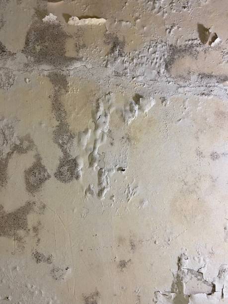 Best Home Mold Removal  in Tyndall Af, FL