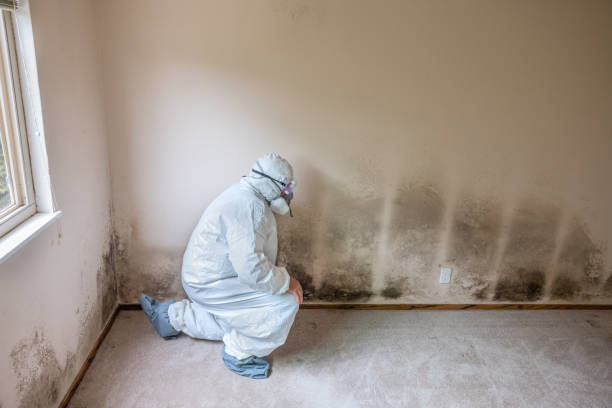 Best Emergency Mold Removal  in Tyndall Af, FL