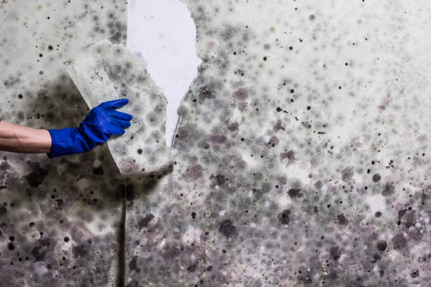 Best Residential Mold Removal  in Tyndall Af, FL