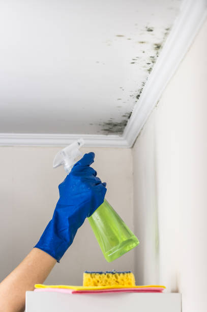 Best Office Mold Removal Services  in Tyndall Af, FL