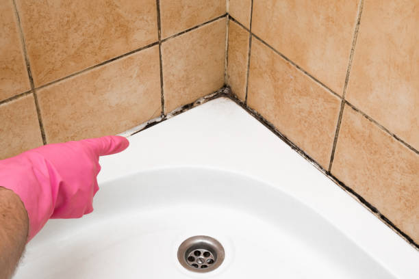 Best Commercial Mold Removal  in Tyndall Af, FL