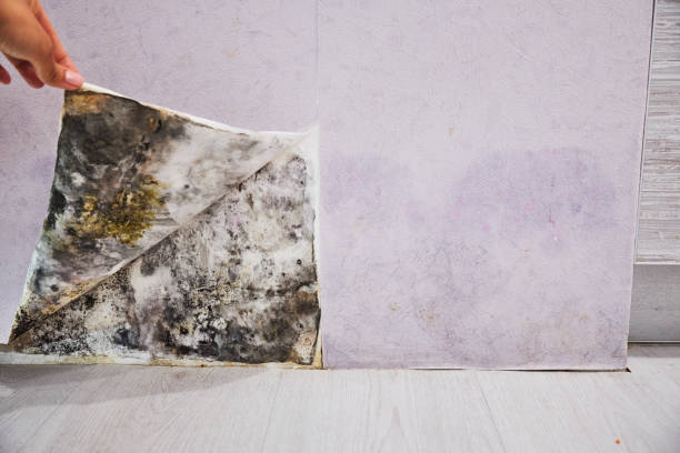 Best Black Mold Removal  in Tyndall Af, FL